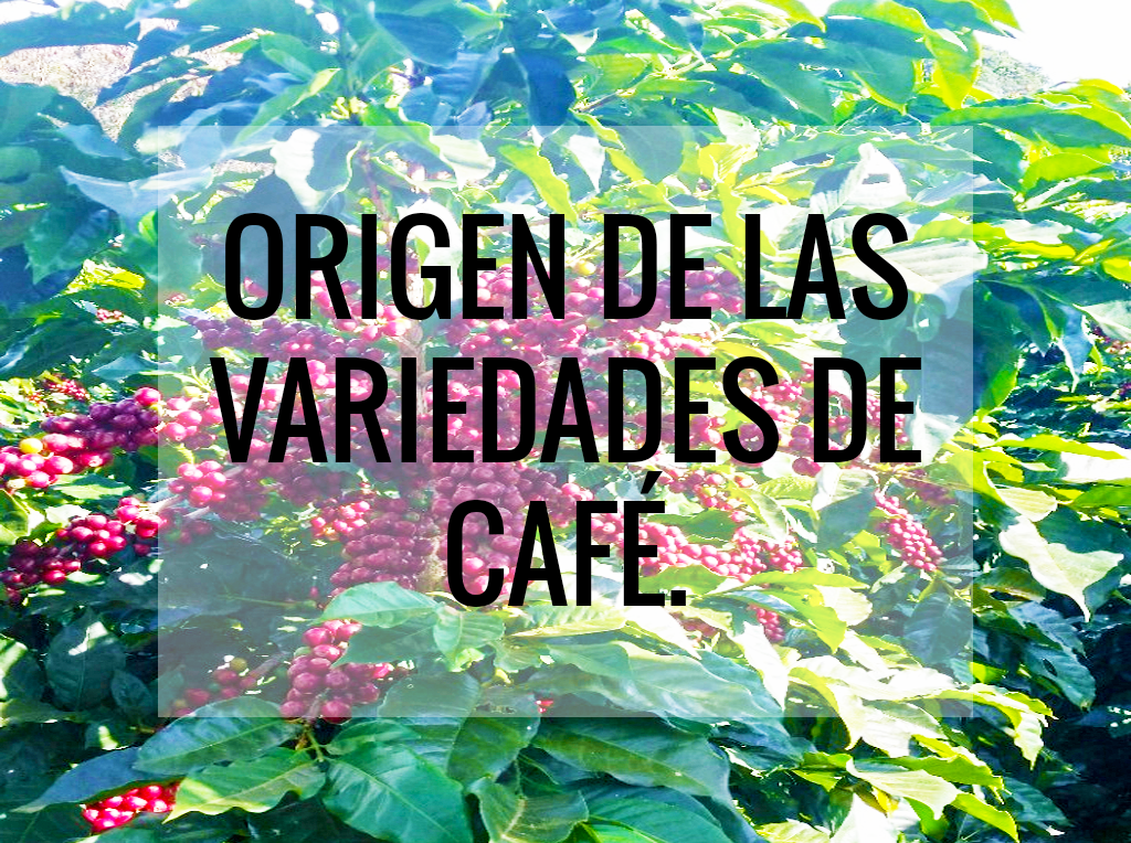 ORIGEN DE LAS VARIEDADES DE CAFÉ.